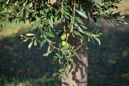 arbres-feuilles-olivier-antibiotiques