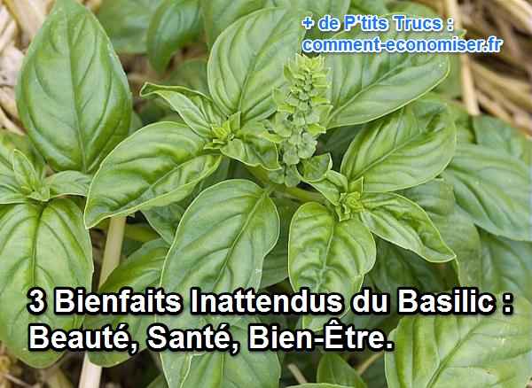 Bienfaits Du Basilic Sur Les Reins