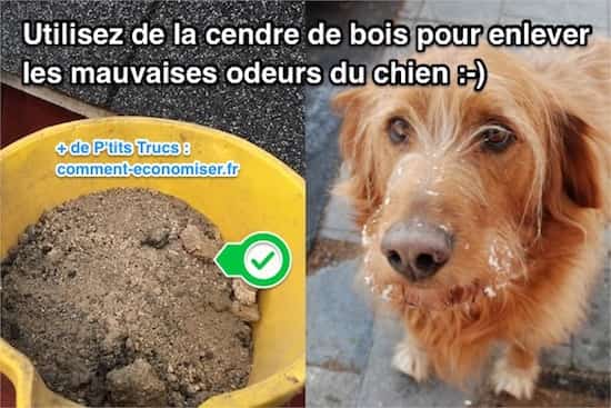 La photo des helminthes chez la personne et le traitement de la photo avec la description et