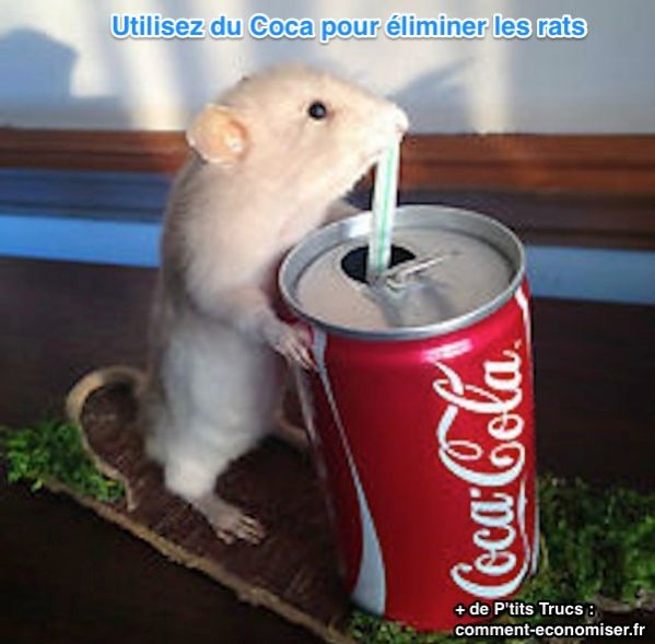 ☑ quel animal tue les rats