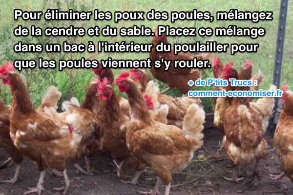 Linsecte le parasite la sangsue trois aides