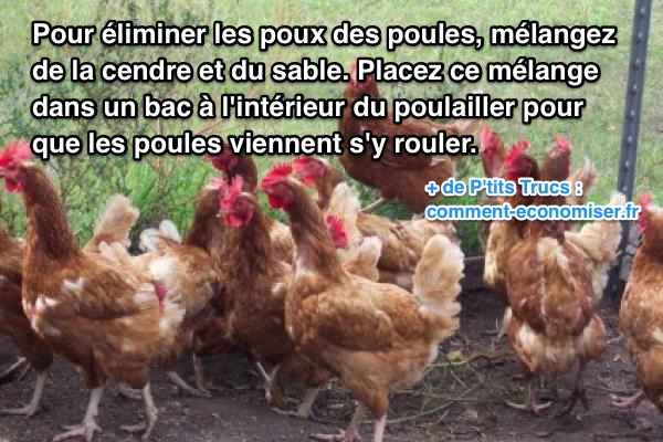 Comment traiter les poules avec du vinaigre blanc ?