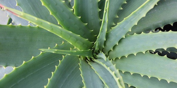 Résultat de recherche d'images pour "aloe vera"