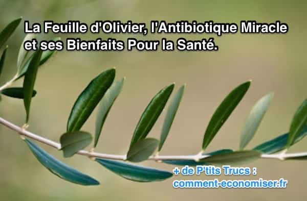 " Santé Au Naturel " Feuille-dolivier-antibiotique-naturel(3)