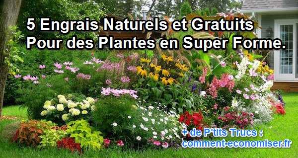 Engrais Naturel Marc De Cafe Banane Engrais Naturel Marc De Cafe Banane