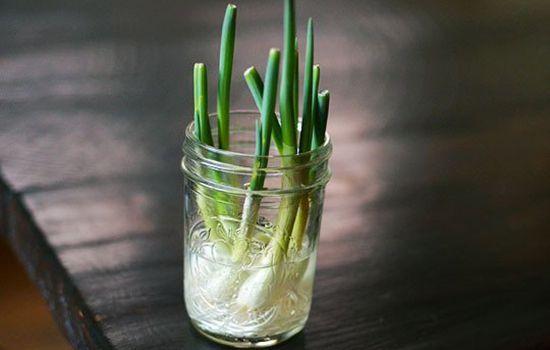 faire repousser des oignons verts