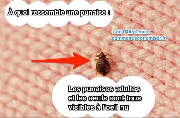 Voici Comment Savoir S il y a Des Punaises de Lit Dans